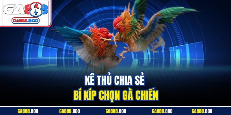 Trải Nghiệm Sôi Động Kịch Tính Với Đá Gà Cựa Sắt Ga88 4 Kê thủ chia sẻ bí kíp chọn gà chiến